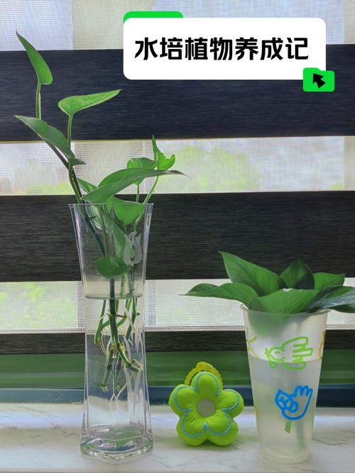 春天绿萝怎么养(绿箩春天怎么浇水)-第3张图片-多多自然网 春天绿萝怎么养(绿箩春天怎么浇水)-第3张图片-多多自然网
