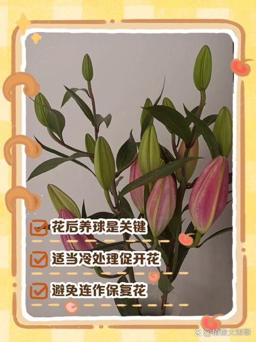百合花开花后怎么处理(百合花开完花后怎么处理方法)-第1张图片-多多自然网 百合花开花后怎么处理(百合花开完花后怎么处理方法)-第1张图片-多多自然网
