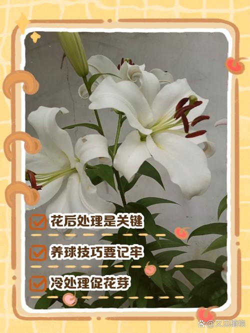 百合花开花后怎么处理(百合花开完花后怎么处理方法)-第5张图片-多多自然网 百合花开花后怎么处理(百合花开完花后怎么处理方法)-第5张图片-多多自然网