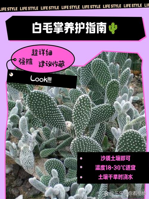白毛掌怎么养(白毛掌的图片以及简介)-第6张图片-多多自然网 白毛掌怎么养(白毛掌的图片以及简介)-第6张图片-多多自然网