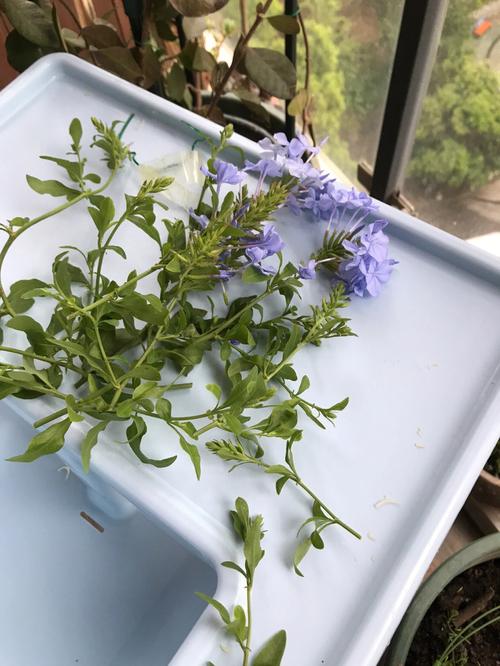 蓝雪花打顶步骤（蓝雪花掐顶）-第1张图片-多多自然网