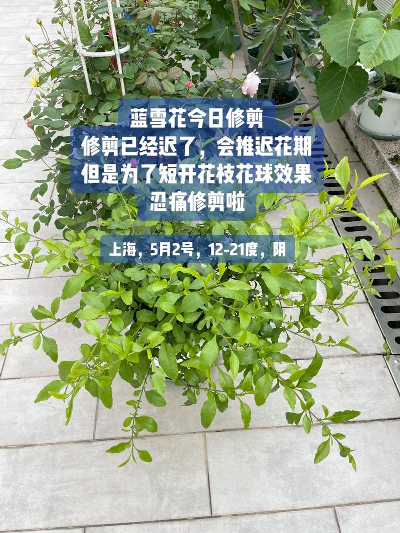 蓝雪花打顶步骤（蓝雪花掐顶）-第2张图片-多多自然网
