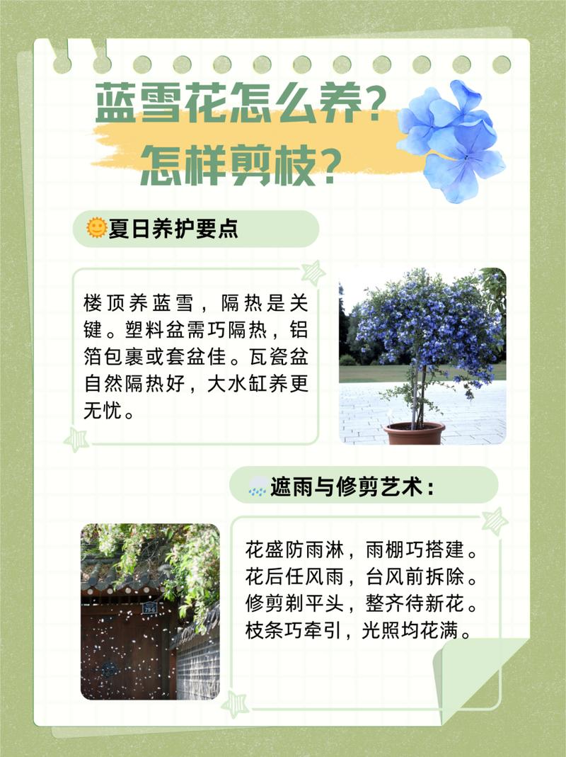 蓝雪花打顶步骤（蓝雪花掐顶）-第4张图片-多多自然网