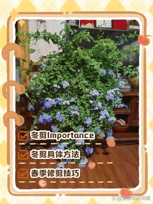 蓝雪花打顶步骤（蓝雪花掐顶）-第5张图片-多多自然网