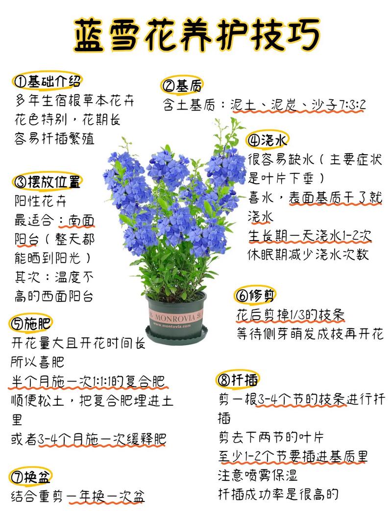 蓝雪花打顶步骤（蓝雪花掐顶）-第6张图片-多多自然网