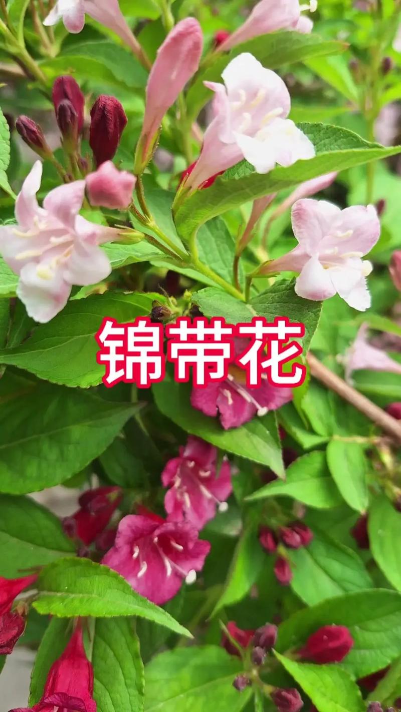 锦带花如何盆栽(锦带花盆栽小苗浙北地区要搬室内)-第1张图片-多多自然网 锦带花如何盆栽(锦带花盆栽小苗浙北地区要搬室内)-第1张图片-多多自然网