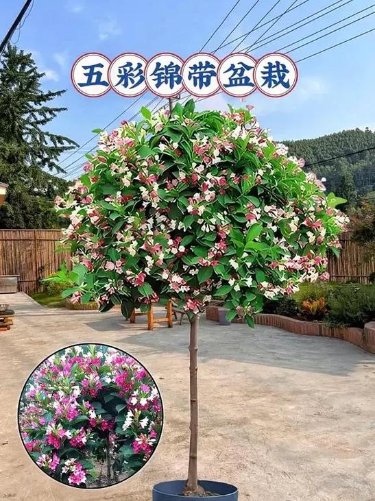 锦带花如何盆栽(锦带花盆栽小苗浙北地区要搬室内)-第2张图片-多多自然网 锦带花如何盆栽(锦带花盆栽小苗浙北地区要搬室内)-第2张图片-多多自然网