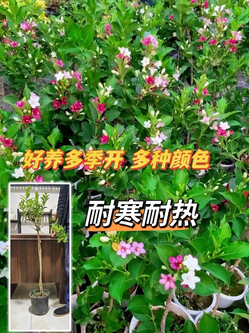 锦带花如何盆栽(锦带花盆栽小苗浙北地区要搬室内)-第3张图片-多多自然网 锦带花如何盆栽(锦带花盆栽小苗浙北地区要搬室内)-第3张图片-多多自然网