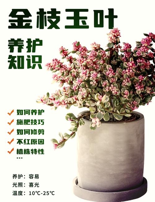 金枝玉叶怎么养(金枝玉叶怎么养才能开花)-第2张图片-多多自然网 金枝玉叶怎么养(金枝玉叶怎么养才能开花)-第2张图片-多多自然网
