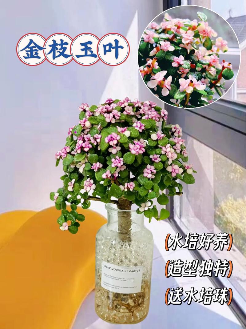 金枝玉叶怎么养(金枝玉叶怎么养才能开花)-第3张图片-多多自然网 金枝玉叶怎么养(金枝玉叶怎么养才能开花)-第3张图片-多多自然网