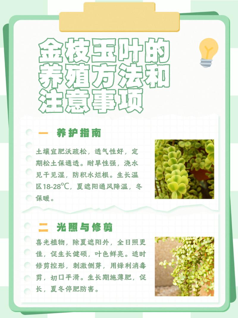 金枝玉叶怎么养(金枝玉叶怎么养才能开花)-第4张图片-多多自然网 金枝玉叶怎么养(金枝玉叶怎么养才能开花)-第4张图片-多多自然网
