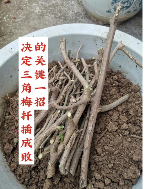 扦插总怕“生根”难（扦插老不活教你一个成活率高生根快的小妙招）-第4张图片-多多自然网