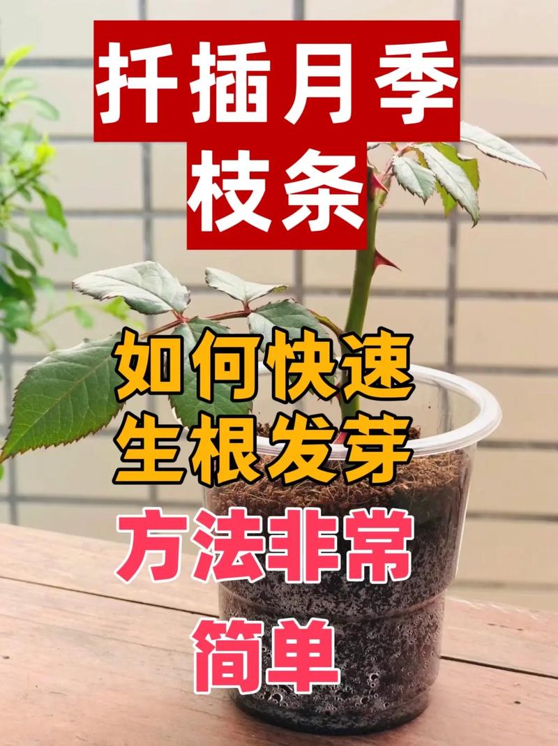 扦插总怕“生根”难（扦插老不活教你一个成活率高生根快的小妙招）-第6张图片-多多自然网