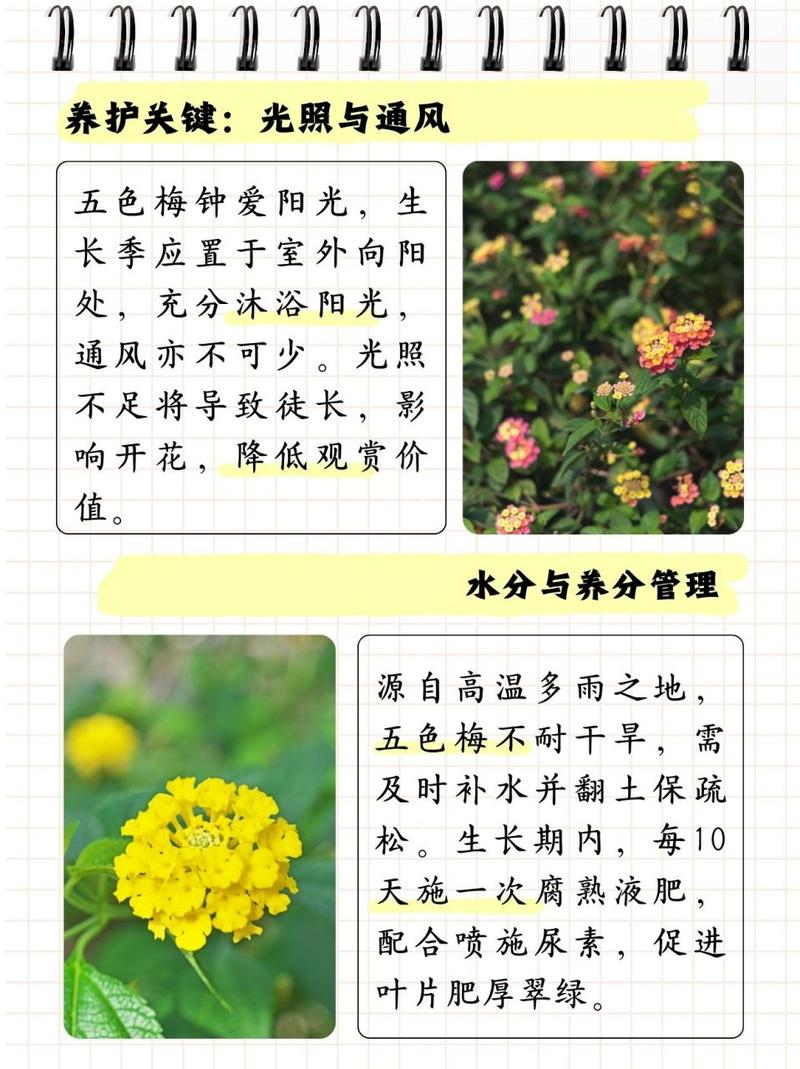 五色梅秋天怎么养(五色梅的夏季养护)-第2张图片-多多自然网 五色梅秋天怎么养(五色梅的夏季养护)-第2张图片-多多自然网