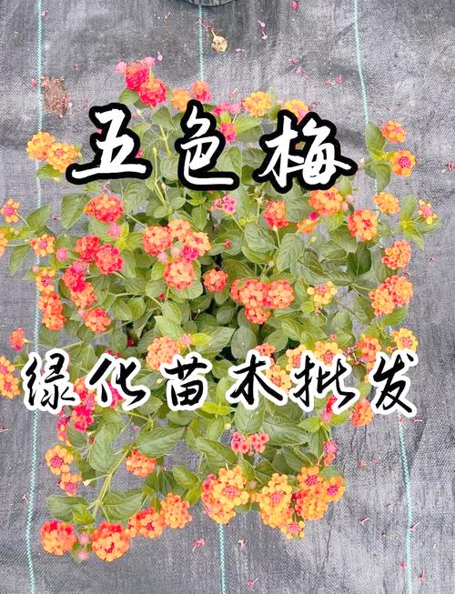 五色梅秋天怎么养(五色梅的夏季养护)-第7张图片-多多自然网 五色梅秋天怎么养(五色梅的夏季养护)-第7张图片-多多自然网