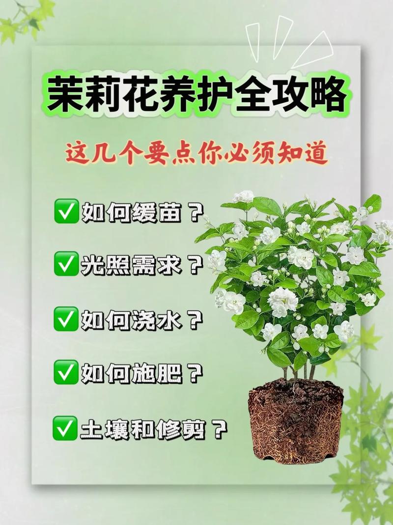 茉莉长寿爆盆10年(茉莉老桩寿命)-第3张图片-多多自然网 茉莉长寿爆盆10年(茉莉老桩寿命)-第3张图片-多多自然网