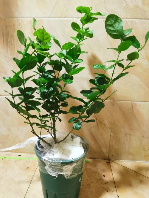 茉莉长寿爆盆10年(茉莉老桩寿命)-第5张图片-多多自然网 茉莉长寿爆盆10年(茉莉老桩寿命)-第5张图片-多多自然网