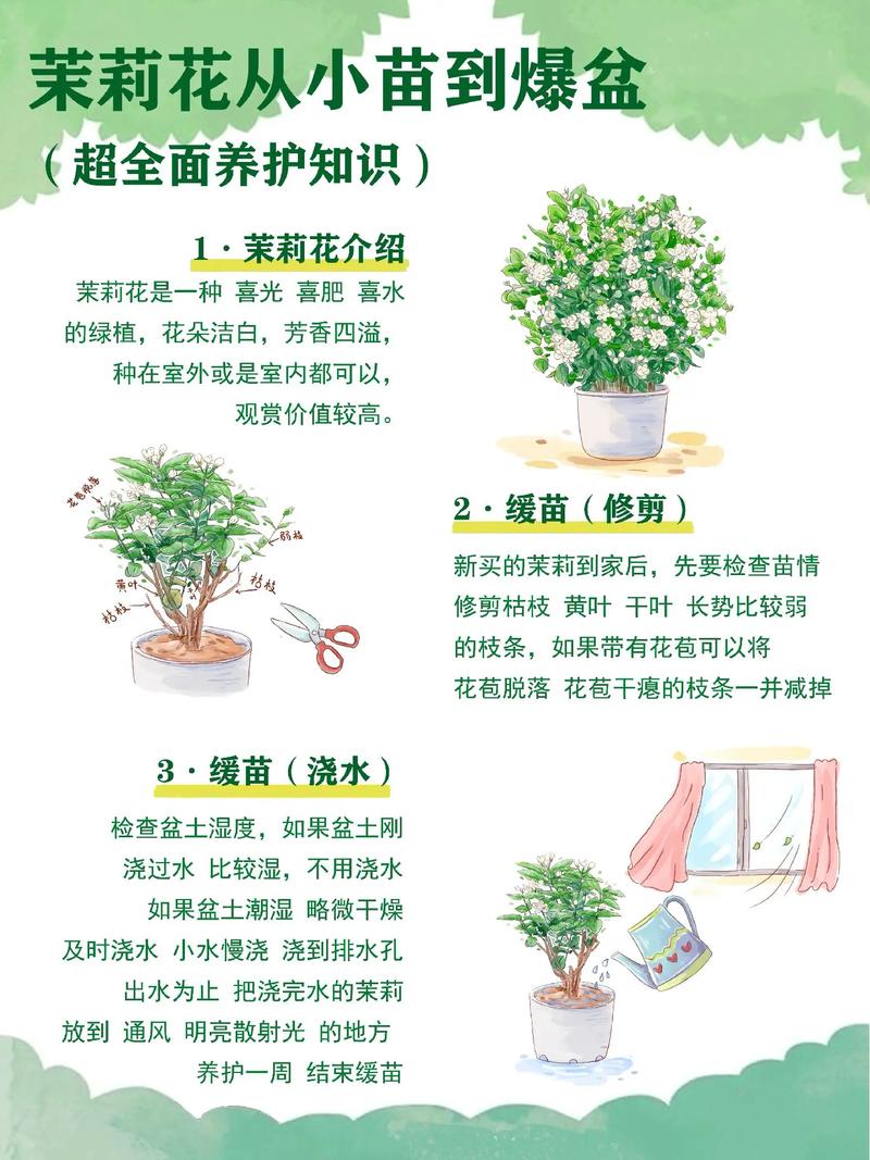 茉莉长寿爆盆10年(茉莉老桩寿命)-第7张图片-多多自然网 茉莉长寿爆盆10年(茉莉老桩寿命)-第7张图片-多多自然网