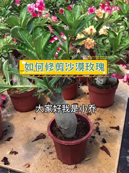 沙漠玫瑰修剪造型方法(沙漠玫瑰怎么修剪,啥时候修剪)-第1张图片-多多自然网 沙漠玫瑰修剪造型方法(沙漠玫瑰怎么修剪,啥时候修剪)-第1张图片-多多自然网