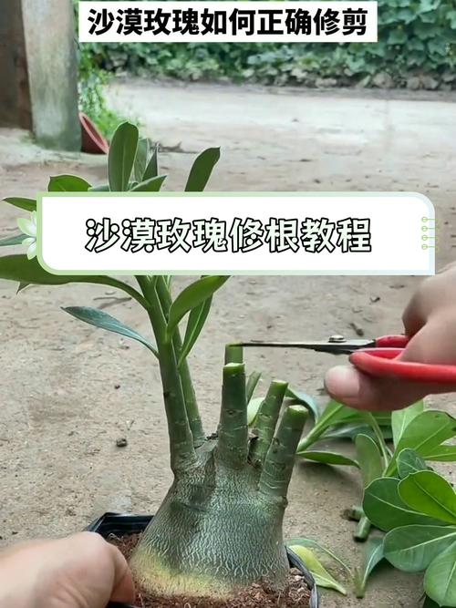 沙漠玫瑰修剪造型方法(沙漠玫瑰怎么修剪,啥时候修剪)-第2张图片-多多自然网 沙漠玫瑰修剪造型方法(沙漠玫瑰怎么修剪,啥时候修剪)-第2张图片-多多自然网