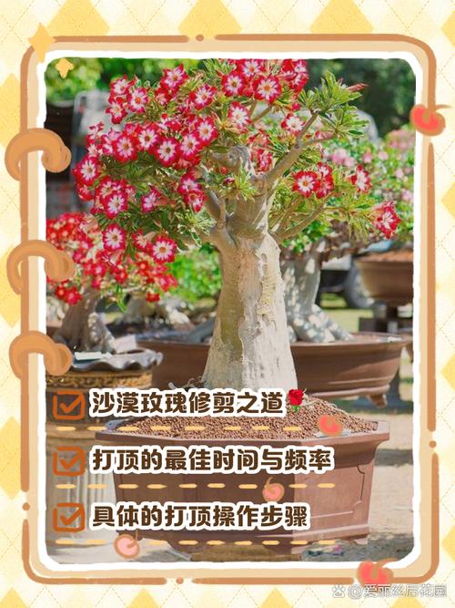 沙漠玫瑰修剪造型方法(沙漠玫瑰怎么修剪,啥时候修剪)-第5张图片-多多自然网 沙漠玫瑰修剪造型方法(沙漠玫瑰怎么修剪,啥时候修剪)-第5张图片-多多自然网