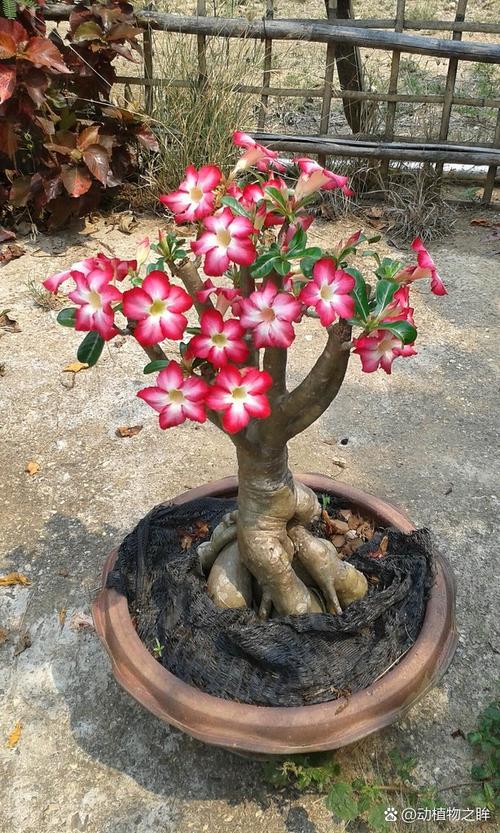 沙漠玫瑰修剪造型方法(沙漠玫瑰怎么修剪,啥时候修剪)-第7张图片-多多自然网 沙漠玫瑰修剪造型方法(沙漠玫瑰怎么修剪,啥时候修剪)-第7张图片-多多自然网