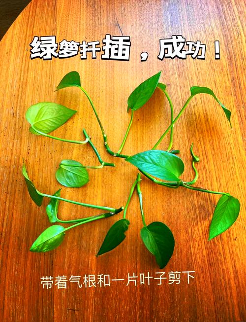 绿萝太密了该如何分盆（绿萝太密了该如何分盆呢）-第4张图片-多多自然网