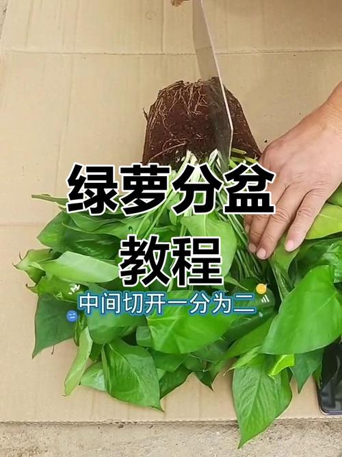 绿萝太密了该如何分盆（绿萝太密了该如何分盆呢）-第5张图片-多多自然网