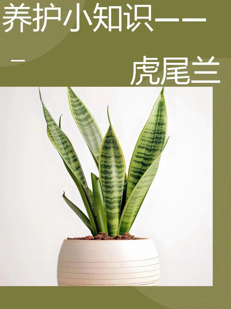虎皮兰能晒太阳吗(虎皮兰能晒太阳吗多少天浇一次水)-第2张图片-多多自然网 虎皮兰能晒太阳吗(虎皮兰能晒太阳吗多少天浇一次水)-第2张图片-多多自然网