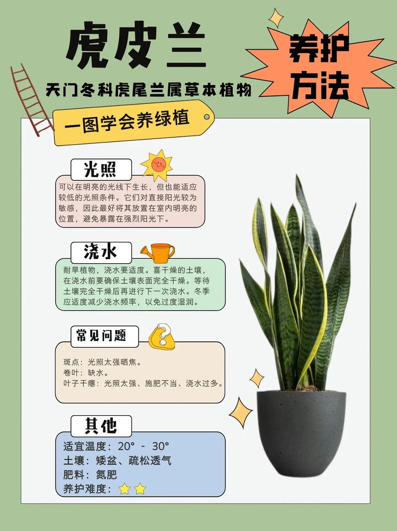 虎皮兰能晒太阳吗(虎皮兰能晒太阳吗多少天浇一次水)-第3张图片-多多自然网 虎皮兰能晒太阳吗(虎皮兰能晒太阳吗多少天浇一次水)-第3张图片-多多自然网
