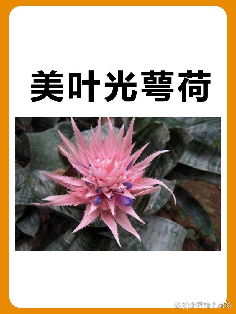 美叶光萼荷怎么施肥(美叶光萼荷怎么修剪)-第1张图片-多多自然网 美叶光萼荷怎么施肥(美叶光萼荷怎么修剪)-第1张图片-多多自然网
