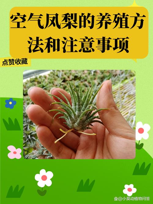 美叶光萼荷怎么施肥(美叶光萼荷怎么修剪)-第4张图片-多多自然网 美叶光萼荷怎么施肥(美叶光萼荷怎么修剪)-第4张图片-多多自然网