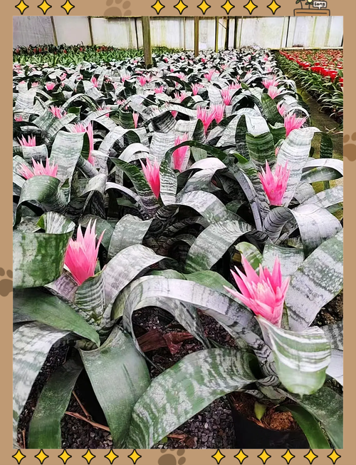 美叶光萼荷怎么施肥(美叶光萼荷怎么修剪)-第6张图片-多多自然网 美叶光萼荷怎么施肥(美叶光萼荷怎么修剪)-第6张图片-多多自然网