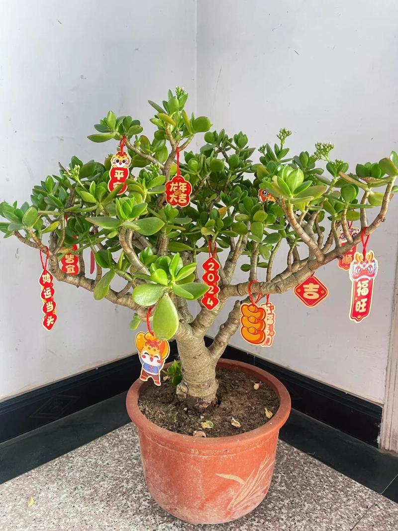 6种土肥的流油(6种土肥的流油方法)-第3张图片-多多自然网 6种土肥的流油(6种土肥的流油方法)-第3张图片-多多自然网