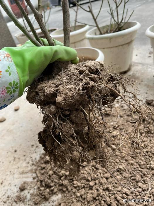6种土肥的流油(6种土肥的流油方法)-第4张图片-多多自然网 6种土肥的流油(6种土肥的流油方法)-第4张图片-多多自然网
