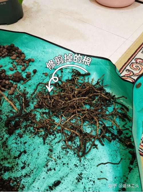 6种土肥的流油(6种土肥的流油方法)-第7张图片-多多自然网 6种土肥的流油(6种土肥的流油方法)-第7张图片-多多自然网