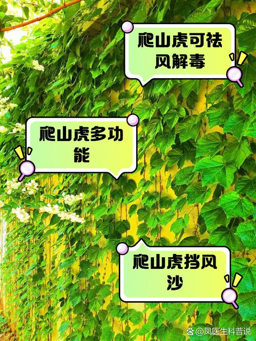 爬墙虎怎么种(爬墙虎怎样移栽)-第2张图片-多多自然网 爬墙虎怎么种(爬墙虎怎样移栽)-第2张图片-多多自然网
