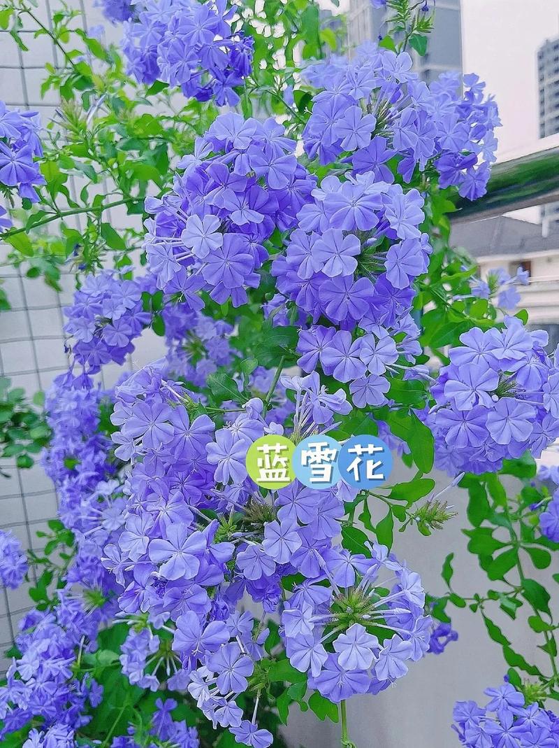 蓝雪花冬天怎么养(蓝雪花冬天怎么养护和管理)-第4张图片-多多自然网 蓝雪花冬天怎么养(蓝雪花冬天怎么养护和管理)-第4张图片-多多自然网