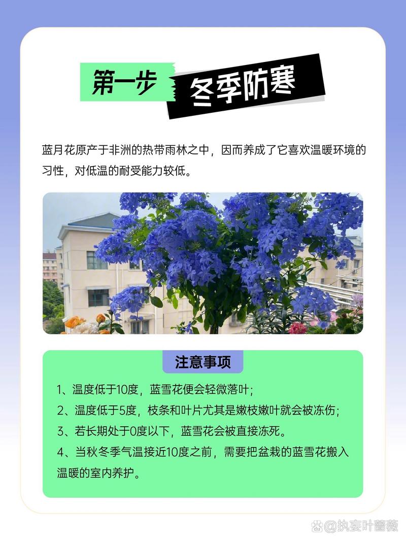 蓝雪花冬天怎么养(蓝雪花冬天怎么养护和管理)-第5张图片-多多自然网 蓝雪花冬天怎么养(蓝雪花冬天怎么养护和管理)-第5张图片-多多自然网