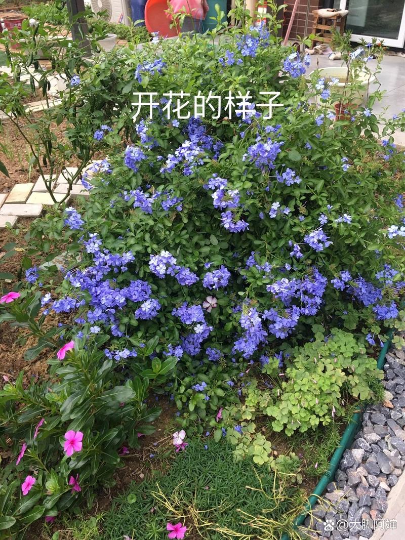 蓝雪花冬天怎么养(蓝雪花冬天怎么养护和管理)-第6张图片-多多自然网 蓝雪花冬天怎么养(蓝雪花冬天怎么养护和管理)-第6张图片-多多自然网