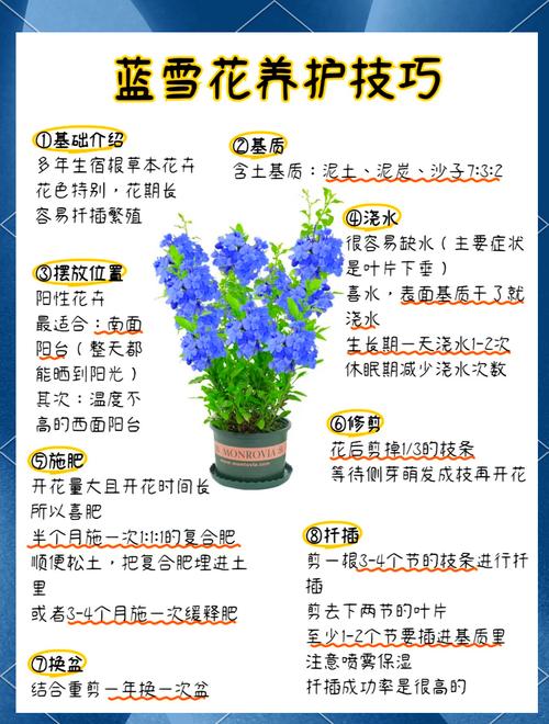 蓝雪花冬天怎么养(蓝雪花冬天怎么养护和管理)-第8张图片-多多自然网 蓝雪花冬天怎么养(蓝雪花冬天怎么养护和管理)-第8张图片-多多自然网