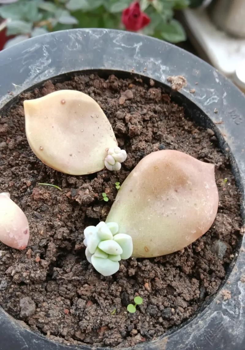 多肉叶插怎么快速发芽(多肉植物叶插怎么才能快速发芽)-第4张图片-多多自然网 多肉叶插怎么快速发芽(多肉植物叶插怎么才能快速发芽)-第4张图片-多多自然网