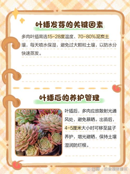 多肉叶插怎么快速发芽(多肉植物叶插怎么才能快速发芽)-第5张图片-多多自然网 多肉叶插怎么快速发芽(多肉植物叶插怎么才能快速发芽)-第5张图片-多多自然网