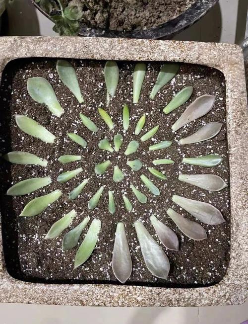 多肉叶插怎么快速发芽(多肉植物叶插怎么才能快速发芽)-第6张图片-多多自然网 多肉叶插怎么快速发芽(多肉植物叶插怎么才能快速发芽)-第6张图片-多多自然网