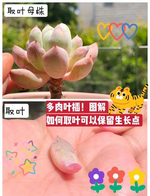 多肉叶插怎么快速发芽(多肉植物叶插怎么才能快速发芽)-第8张图片-多多自然网 多肉叶插怎么快速发芽(多肉植物叶插怎么才能快速发芽)-第8张图片-多多自然网