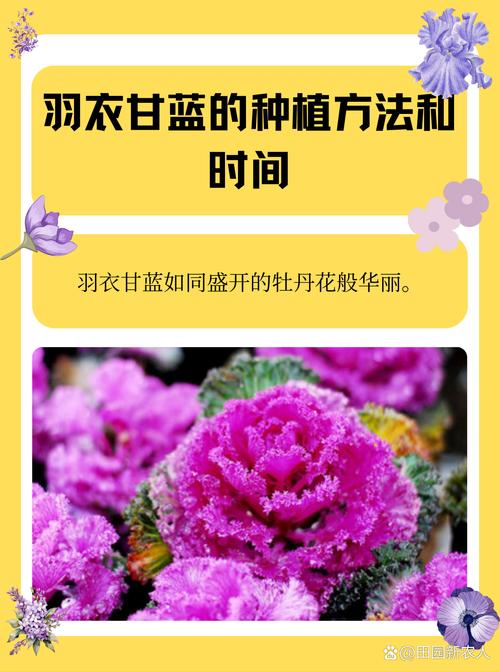 羽叶甘蓝如何播种(羽衣甘蓝种子怎样催芽)-第2张图片-多多自然网 羽叶甘蓝如何播种(羽衣甘蓝种子怎样催芽)-第2张图片-多多自然网