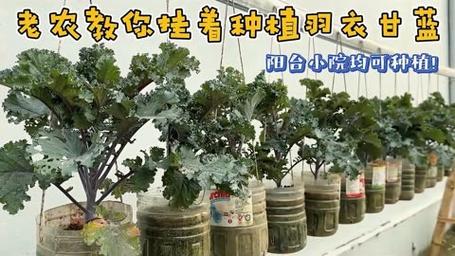 羽叶甘蓝如何播种(羽衣甘蓝种子怎样催芽)-第5张图片-多多自然网 羽叶甘蓝如何播种(羽衣甘蓝种子怎样催芽)-第5张图片-多多自然网