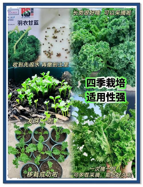 羽叶甘蓝如何播种(羽衣甘蓝种子怎样催芽)-第7张图片-多多自然网 羽叶甘蓝如何播种(羽衣甘蓝种子怎样催芽)-第7张图片-多多自然网