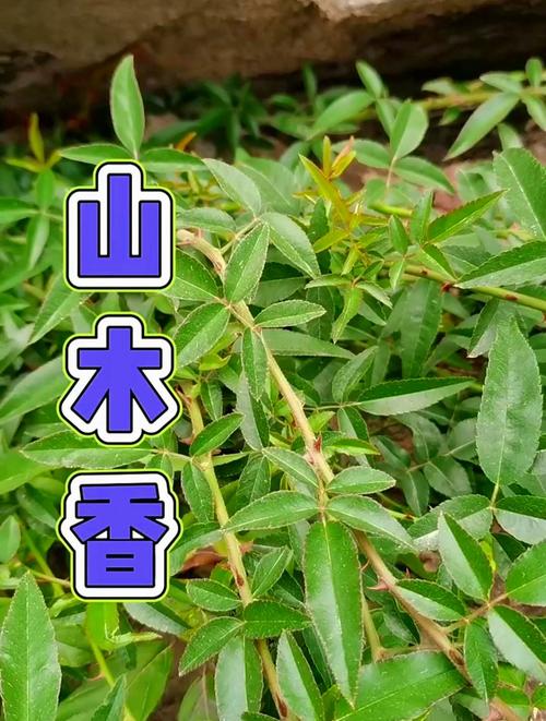 小果蔷薇如何盆栽(小果蔷薇盆景)-第6张图片-多多自然网 小果蔷薇如何盆栽(小果蔷薇盆景)-第6张图片-多多自然网