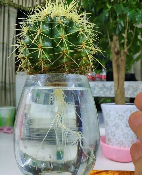 水培瓶里放条鱼(水培植物里养鱼还可以放营养液吗)-第1张图片-多多自然网 水培瓶里放条鱼(水培植物里养鱼还可以放营养液吗)-第1张图片-多多自然网